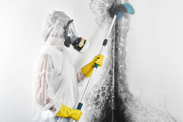 Best Air Quality Testing for Mold Spores  in Monte Sereno, CA
